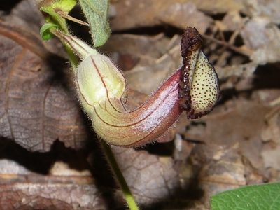 Aristolochia durangensis, photographed by Arturo Castro Castro