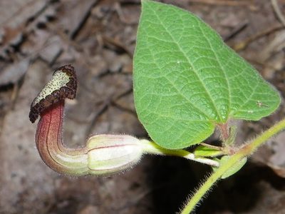 Aristolochia durangensis, photographed by Arturo Castro Castro