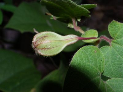 Aristolochia durangensis, photographed by Arturo Castro Castro