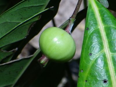 Faramea occidentalis, photographed by Arturo Castro Castro