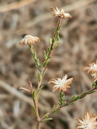 Aster moranensis, photographed by Juan Carlos Pérez Magaña