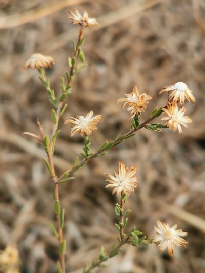 Aster moranensis, photographed by Juan Carlos Pérez Magaña