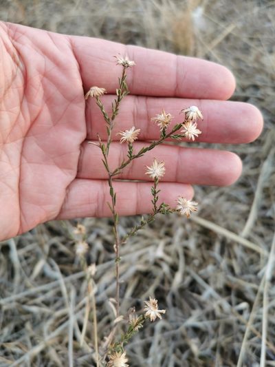 Aster moranensis, photographed by Juan Carlos Pérez Magaña