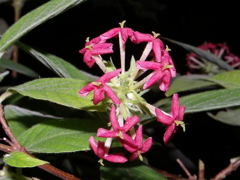 Arachnothryx leucophylla, photographed by Arturo Castro Castro