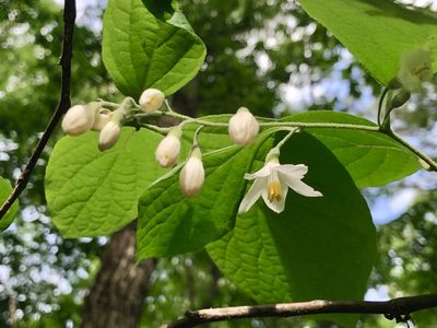 Styrax grandifolius, photographed by Bill Sheehan