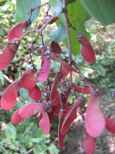 Heteropterys cotinifolia, photographed by Arturo Castro Castro
