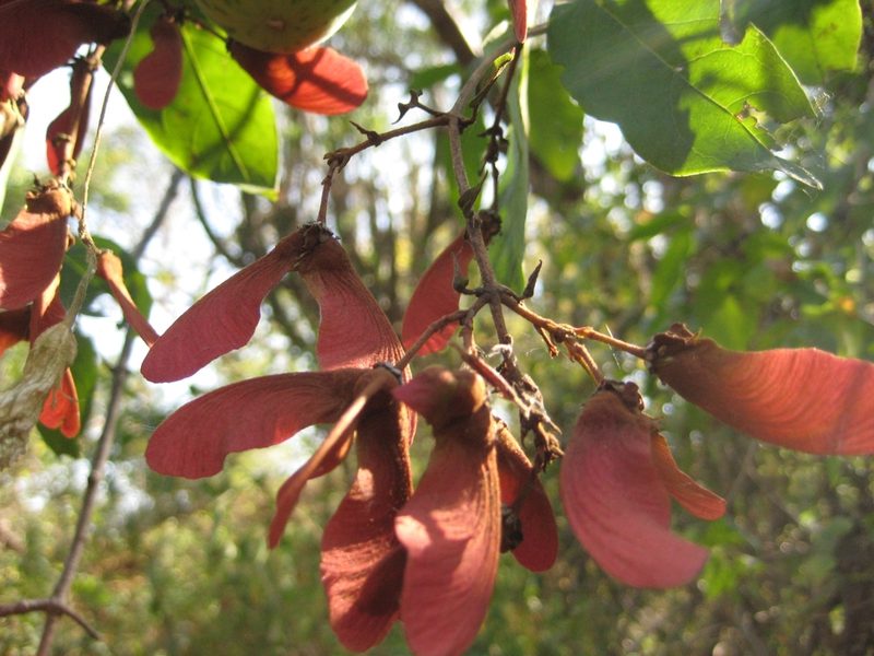 Heteropterys cotinifolia, photographed by Arturo Castro Castro