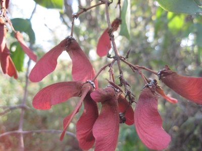 Heteropterys cotinifolia, photographed by Arturo Castro Castro