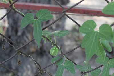 Aristolochia pentandra, photographed by Francisco Martínez González