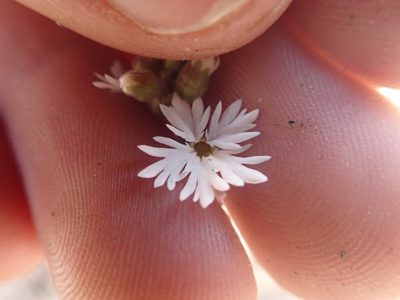 Lithophragma tenellum, photographed by Mitch Van Dyke