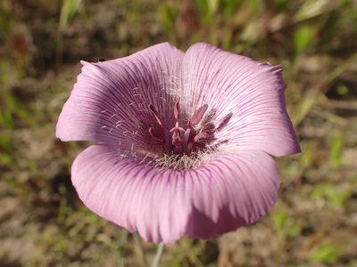 Calochortus striatus, photographed by Scott Yarger