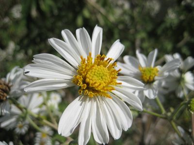 Montanoa bipinnatifida, photographed by Arturo Castro Castro