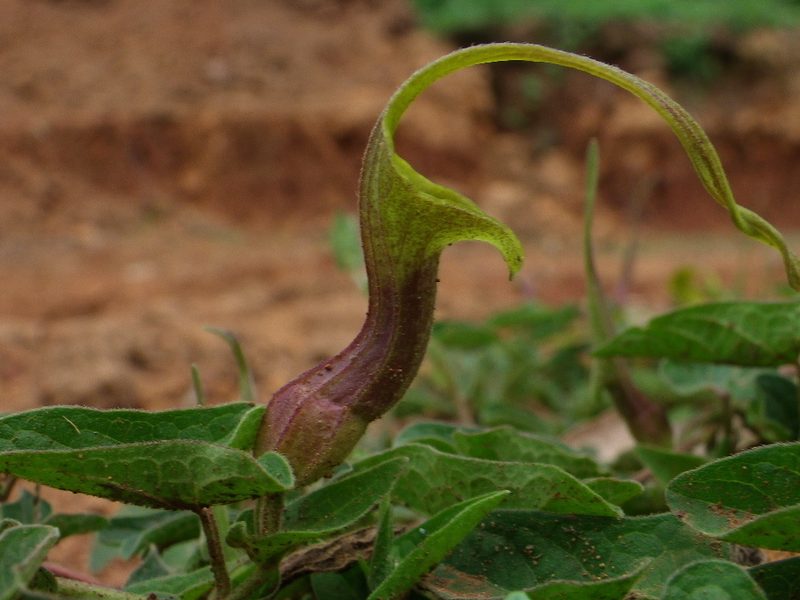 Aristolochia pringlei, photographed by Arturo Castro Castro