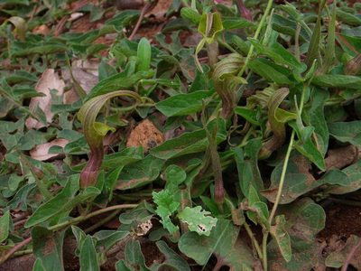 Aristolochia pringlei, photographed by Arturo Castro Castro