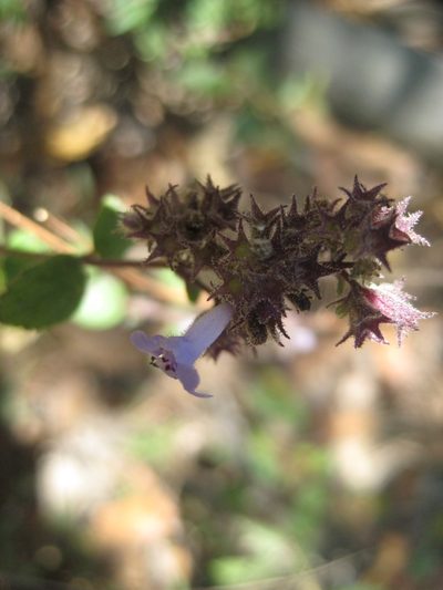 Hyptis pseudolantana, photographed by Arturo Castro Castro