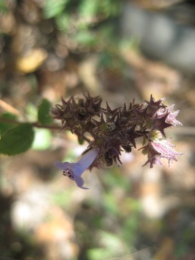 Hyptis pseudolantana, photographed by Arturo Castro Castro