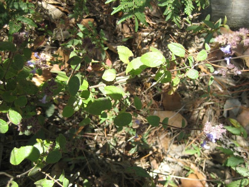 Hyptis pseudolantana, photographed by Arturo Castro Castro
