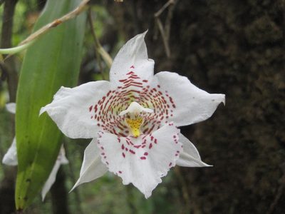 Rhynchostele cervantesii, photographed by Arturo Castro Castro