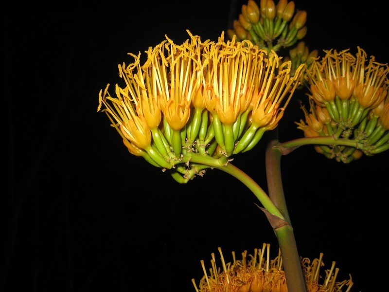 Agave abisaii, photographed by Arturo Castro Castro