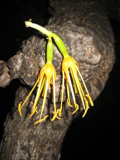 Agave abisaii, photographed by Arturo Castro Castro