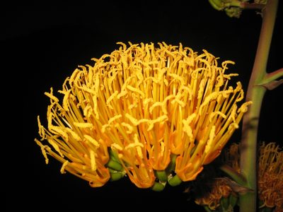Agave abisaii, photographed by Arturo Castro Castro