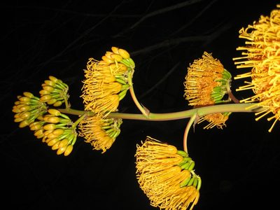Agave abisaii, photographed by Arturo Castro Castro