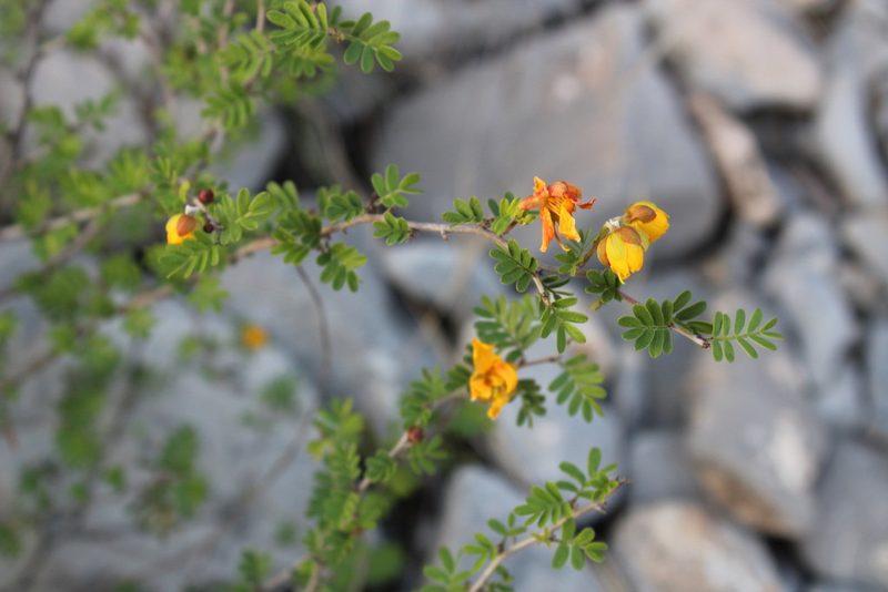 Chamaecrista greggii, photographed by Francisco Martínez González