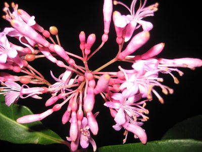 Fuchsia arborescens, photographed by Arturo Castro Castro