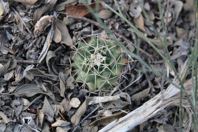 Mammillaria melanocentra, photographed by Francisco Martínez González