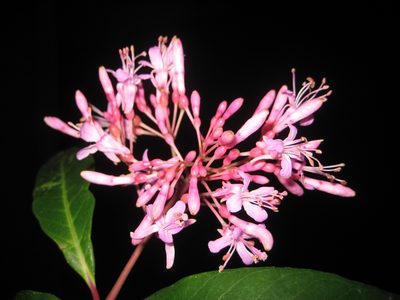 Fuchsia arborescens, photographed by Arturo Castro Castro