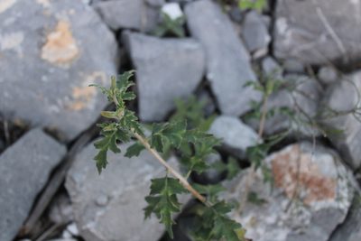Mentzelia hispida, photographed by Francisco Martínez González