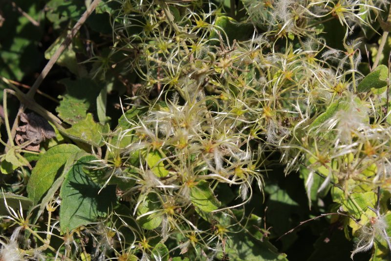 Clematis dioica, photographed by Zazil Dellamary