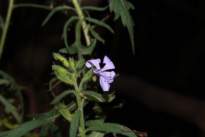 Bonplandia geminiflora, photographed by Zazil Dellamary