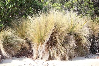 Austrostipa stipoides, photographed by Tim