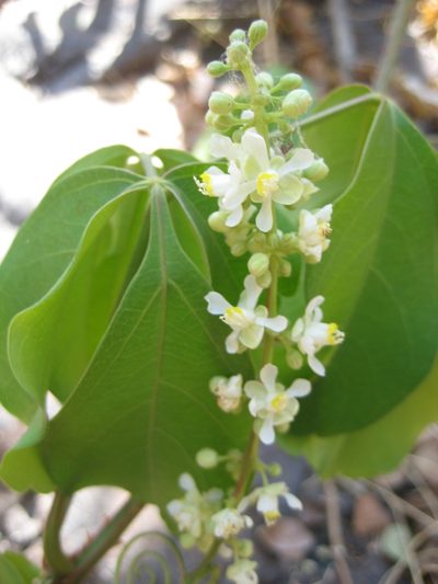 Serjania mexicana, photographed by Arturo Castro Castro