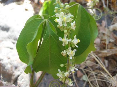 Serjania mexicana, photographed by Arturo Castro Castro