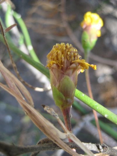 Chaetymenia peduncularis, photographed by Arturo Castro Castro