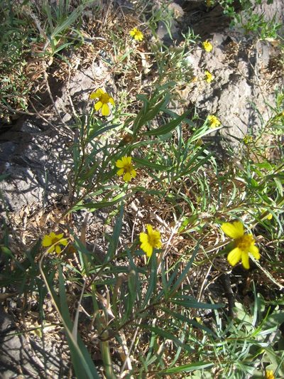 Chaetymenia peduncularis, photographed by Arturo Castro Castro