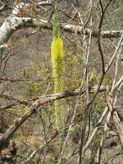 Agave vilmoriniana, photographed by Arturo Castro Castro