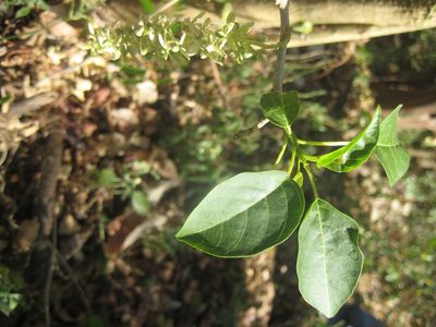 Ledenbergia macrantha, photographed by Arturo Castro Castro