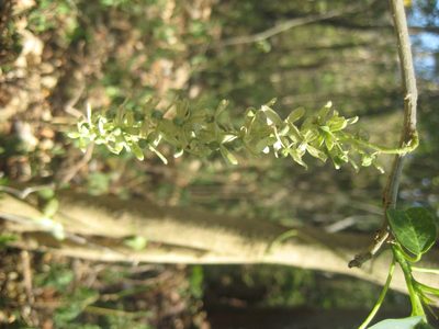 Ledenbergia macrantha, photographed by Arturo Castro Castro