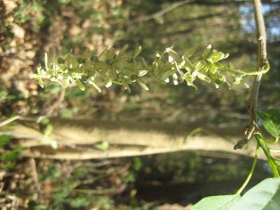 Ledenbergia macrantha, photographed by Arturo Castro Castro