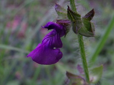 Salvia veronicifolia, photographed by Arturo Castro Castro