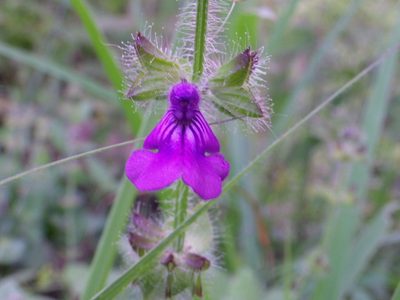 Salvia veronicifolia, photographed by Arturo Castro Castro