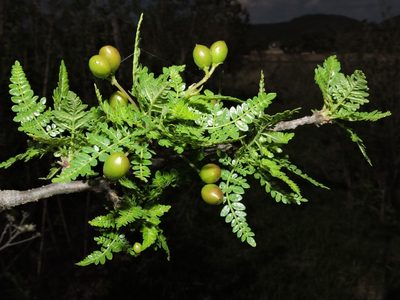 Bursera bipinnata, photographed by Arturo Castro Castro
