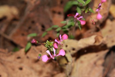 Lopezia racemosa, photographed by Zazil Dellamary