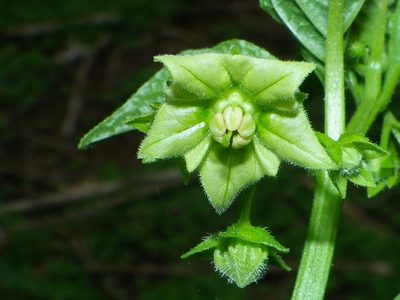 Jaltomata procumbens, photographed by Arturo Castro Castro