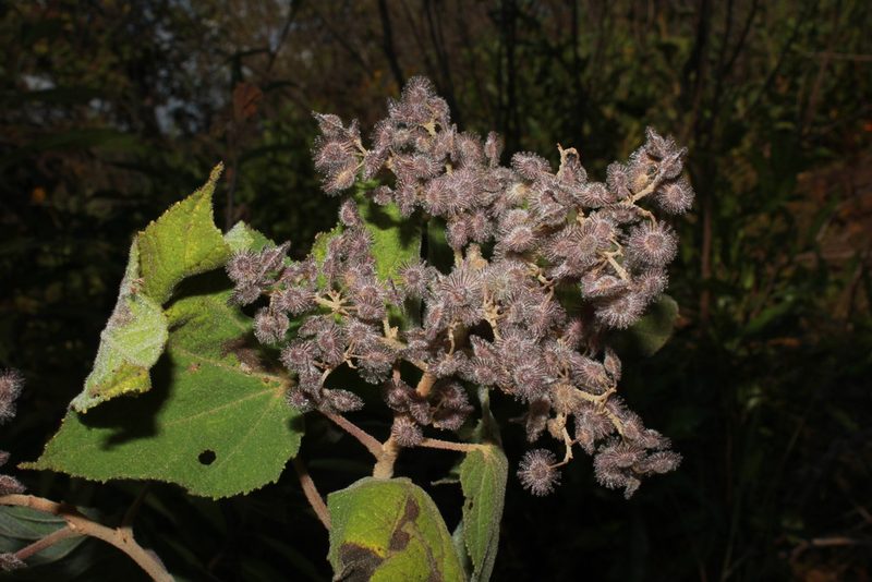 Heliocarpus terebinthinaceus, photographed by Zazil Dellamary