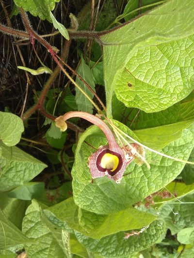 Aristolochia foetida, photographed by Zazil Dellamary