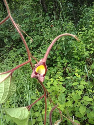 Aristolochia foetida, photographed by Zazil Dellamary